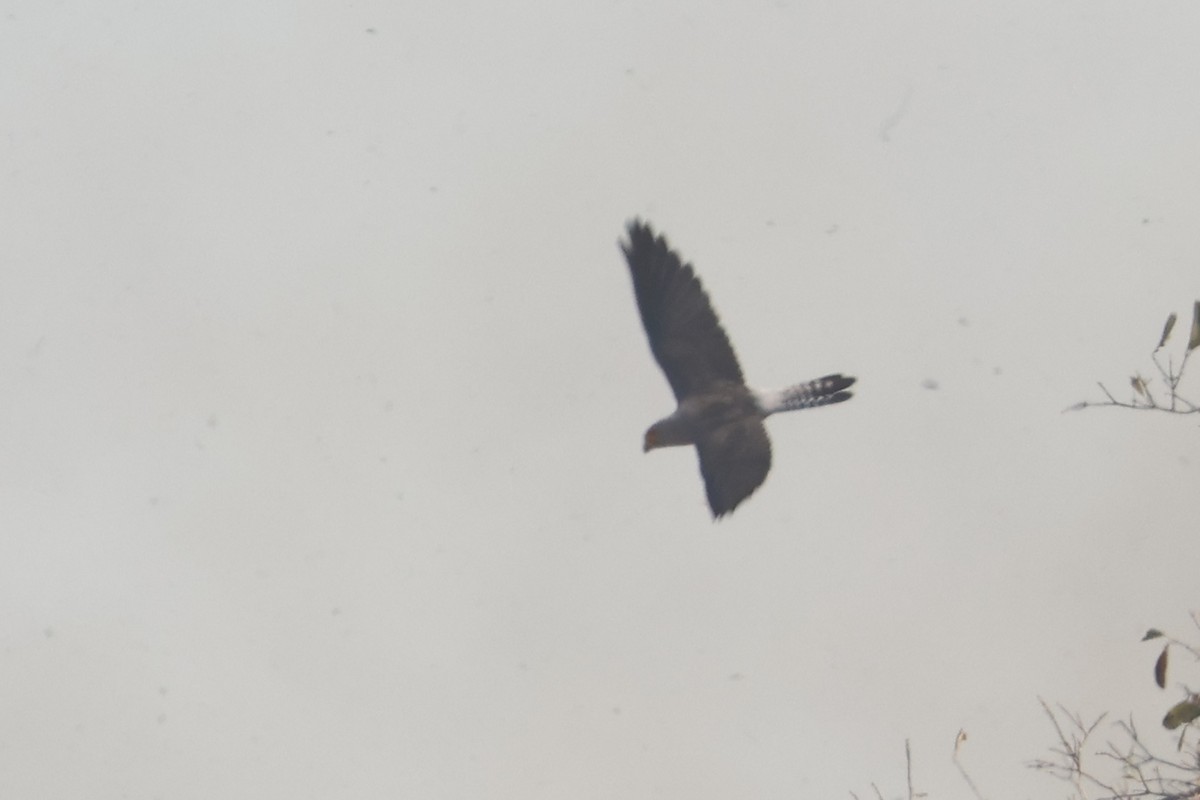 Dickinson's Kestrel - Charley Hesse TROPICAL BIRDING