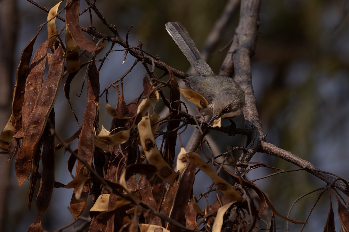 Bar-throated Apalis - ML622922529