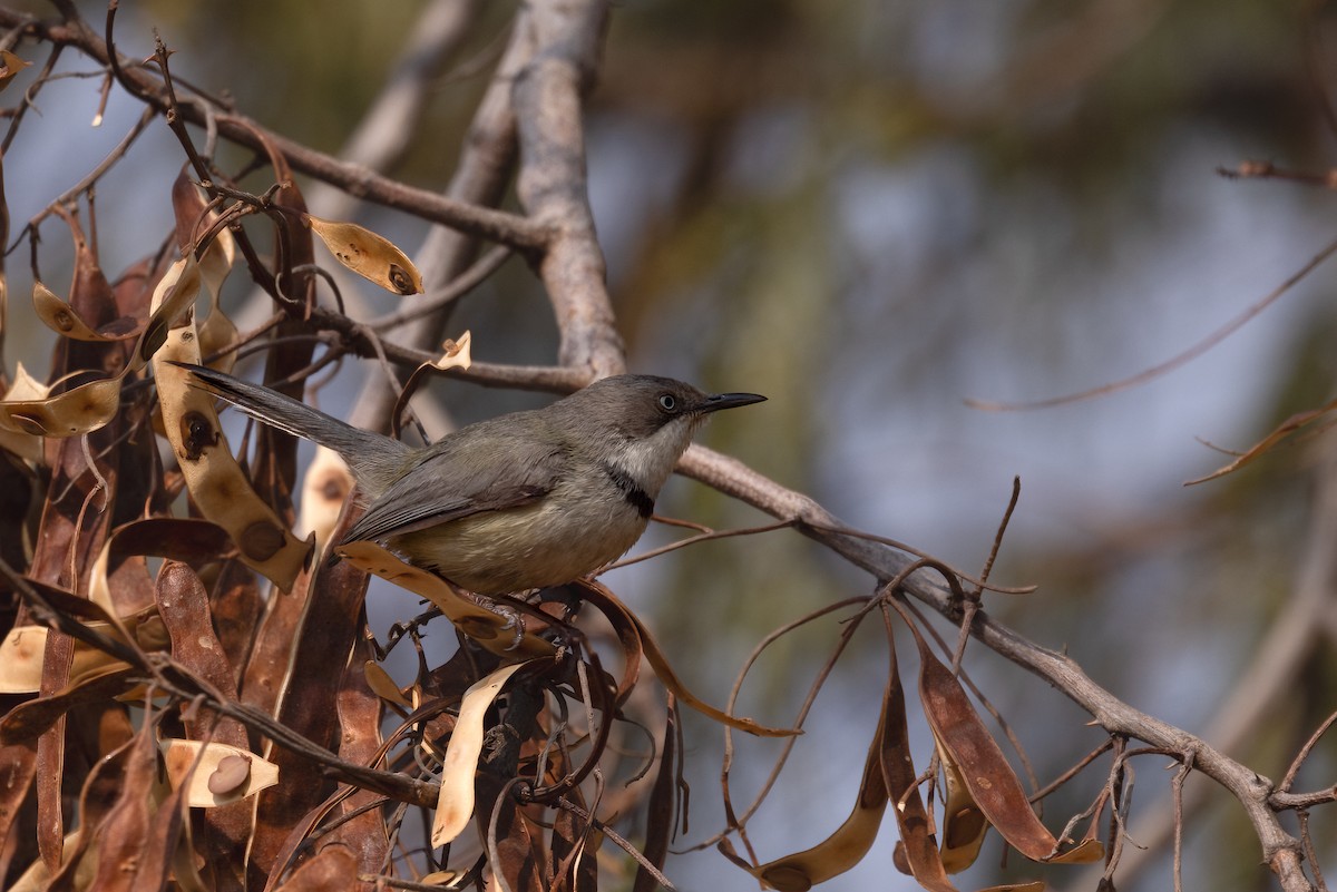 Bar-throated Apalis - ML622922530