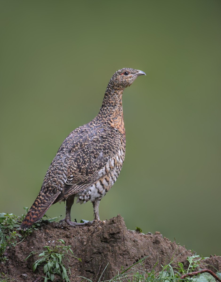 Western Capercaillie - Christos Christodoulou