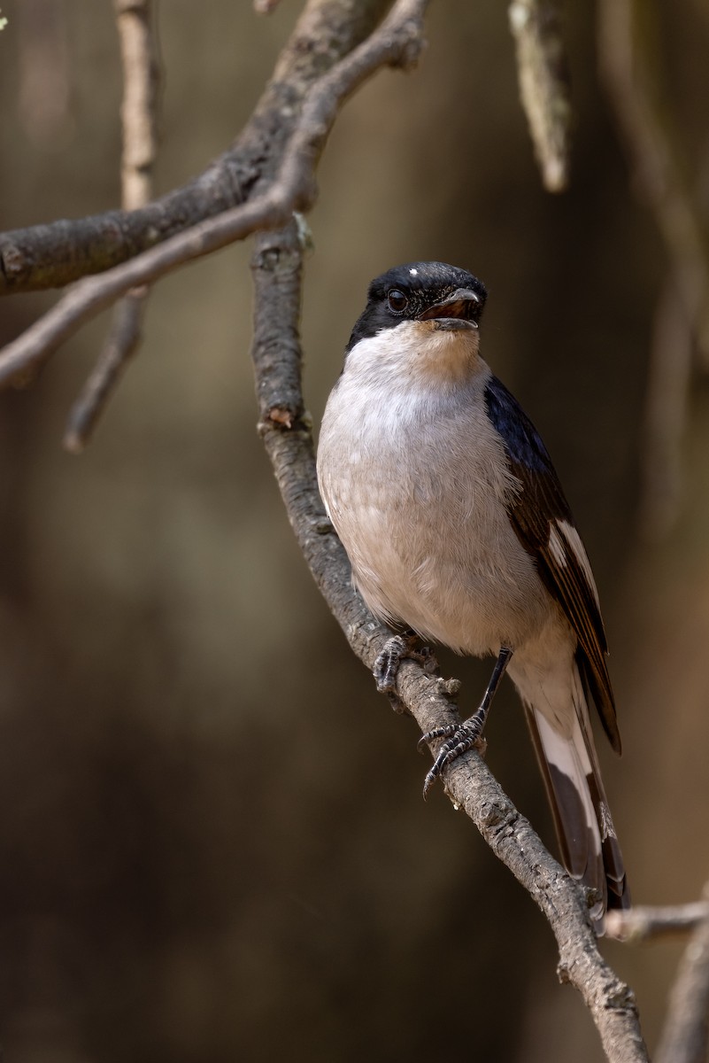 Fiscal Flycatcher - ML622922540