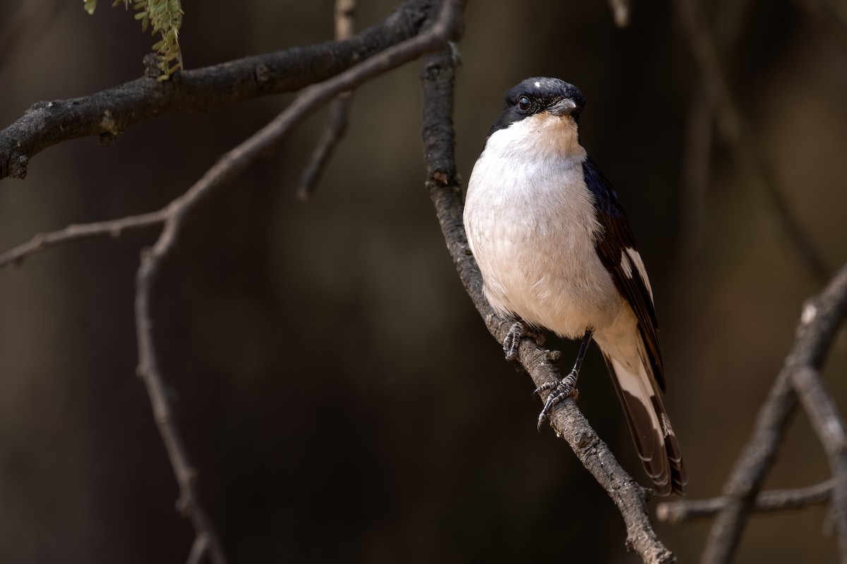 Fiscal Flycatcher - ML622922542