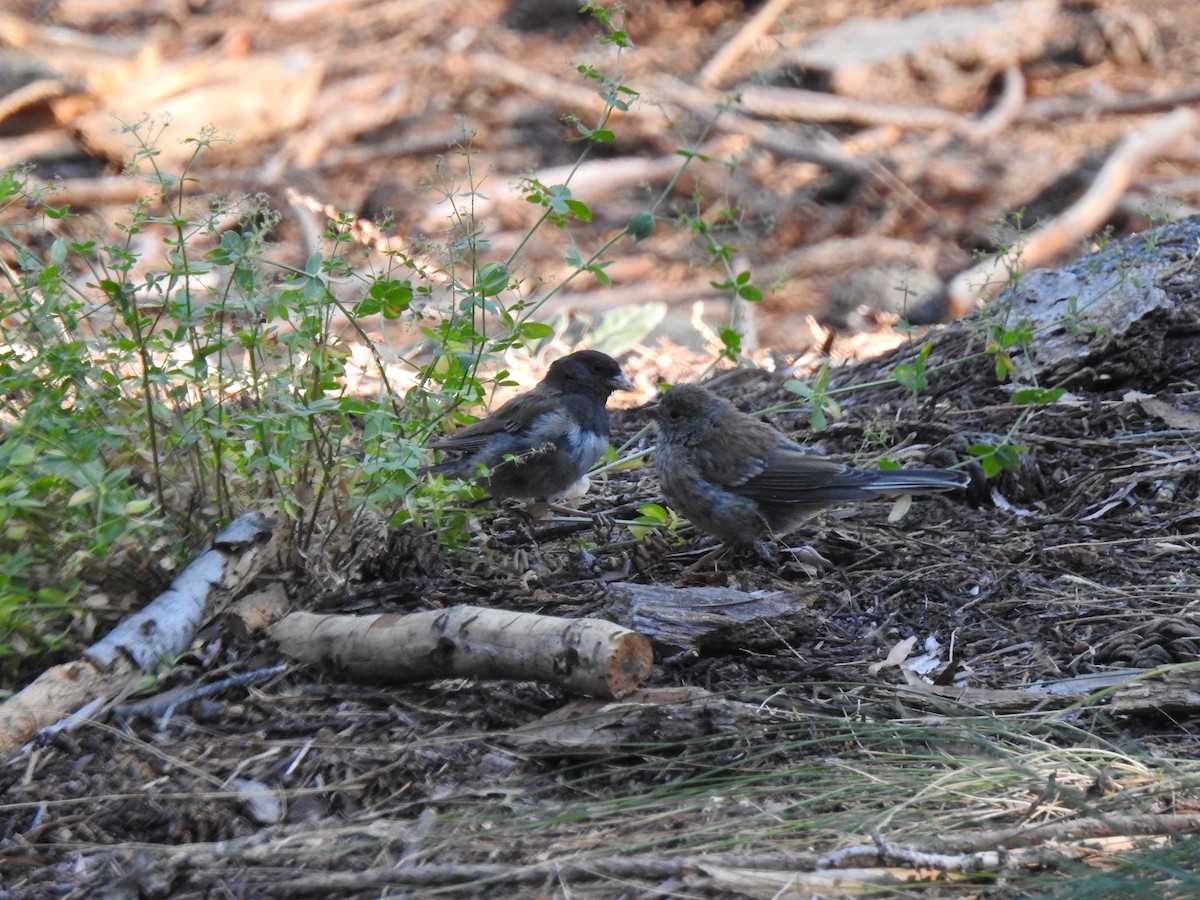 Junco ardoisé - ML622922568