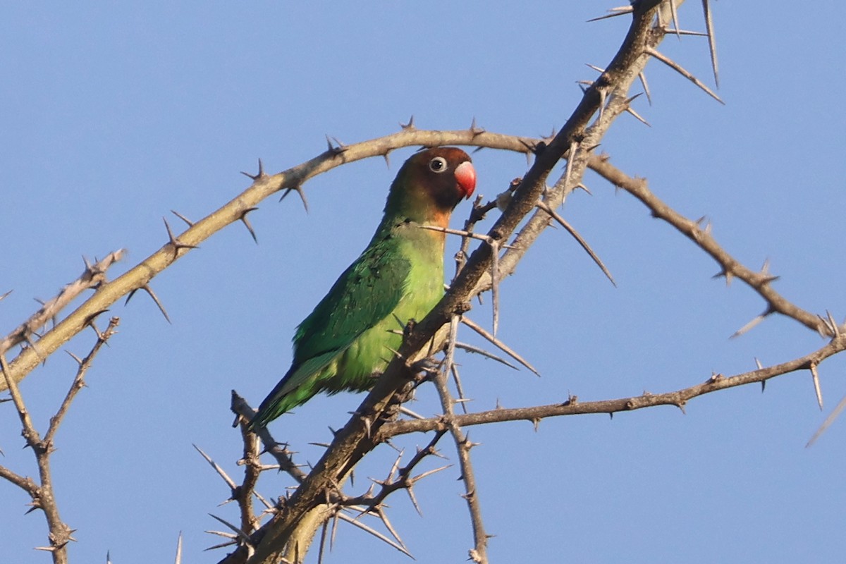 Black-cheeked Lovebird - ML622922679