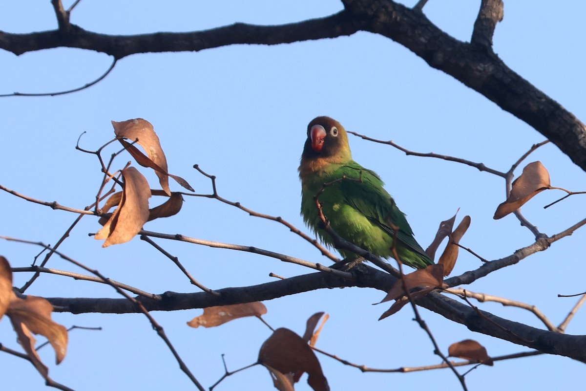 Black-cheeked Lovebird - ML622922680