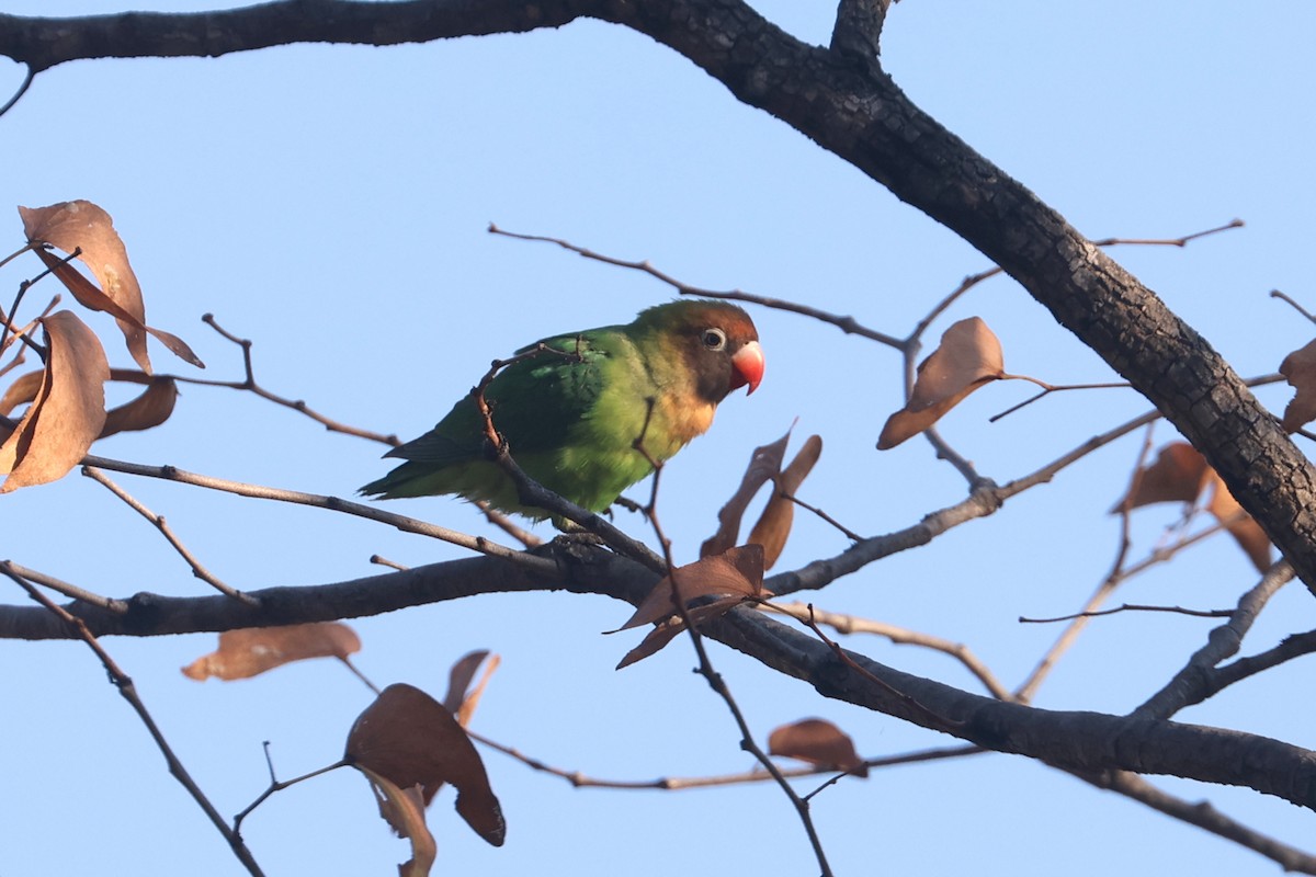 Black-cheeked Lovebird - ML622922681