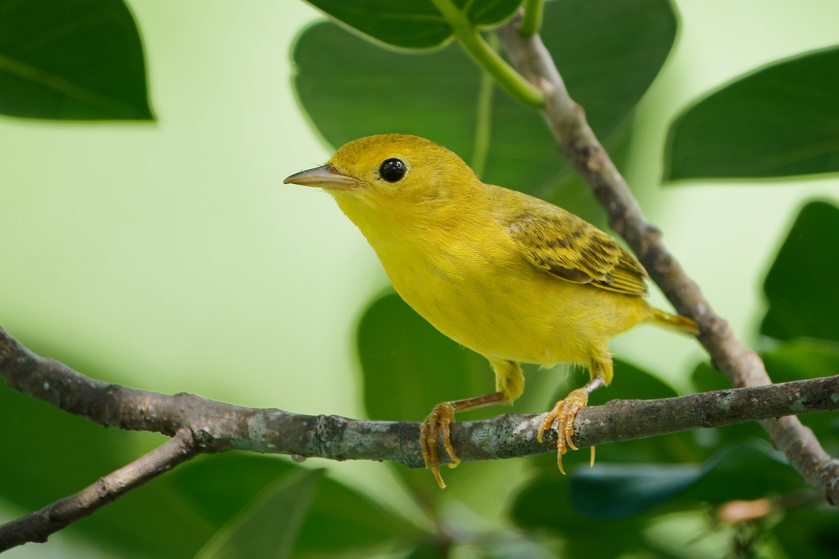 Yellow Warbler - Neo Morpheus