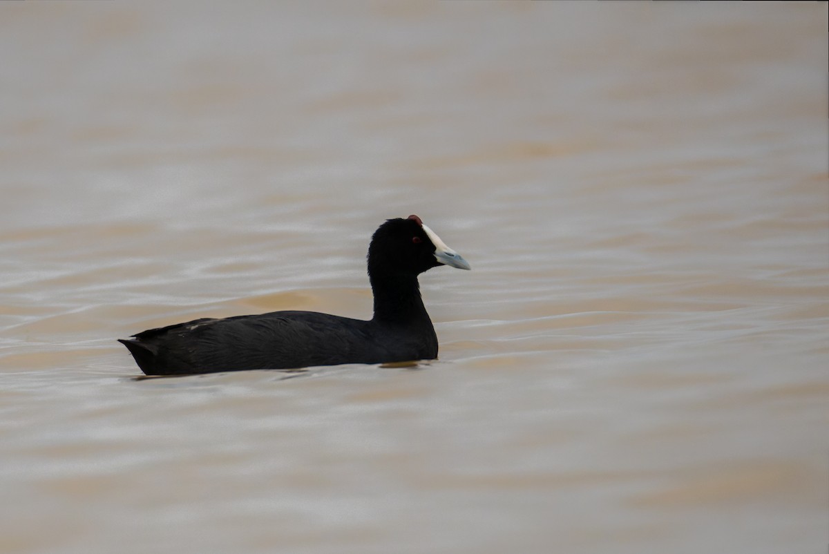 Red-knobbed Coot - ML622922738