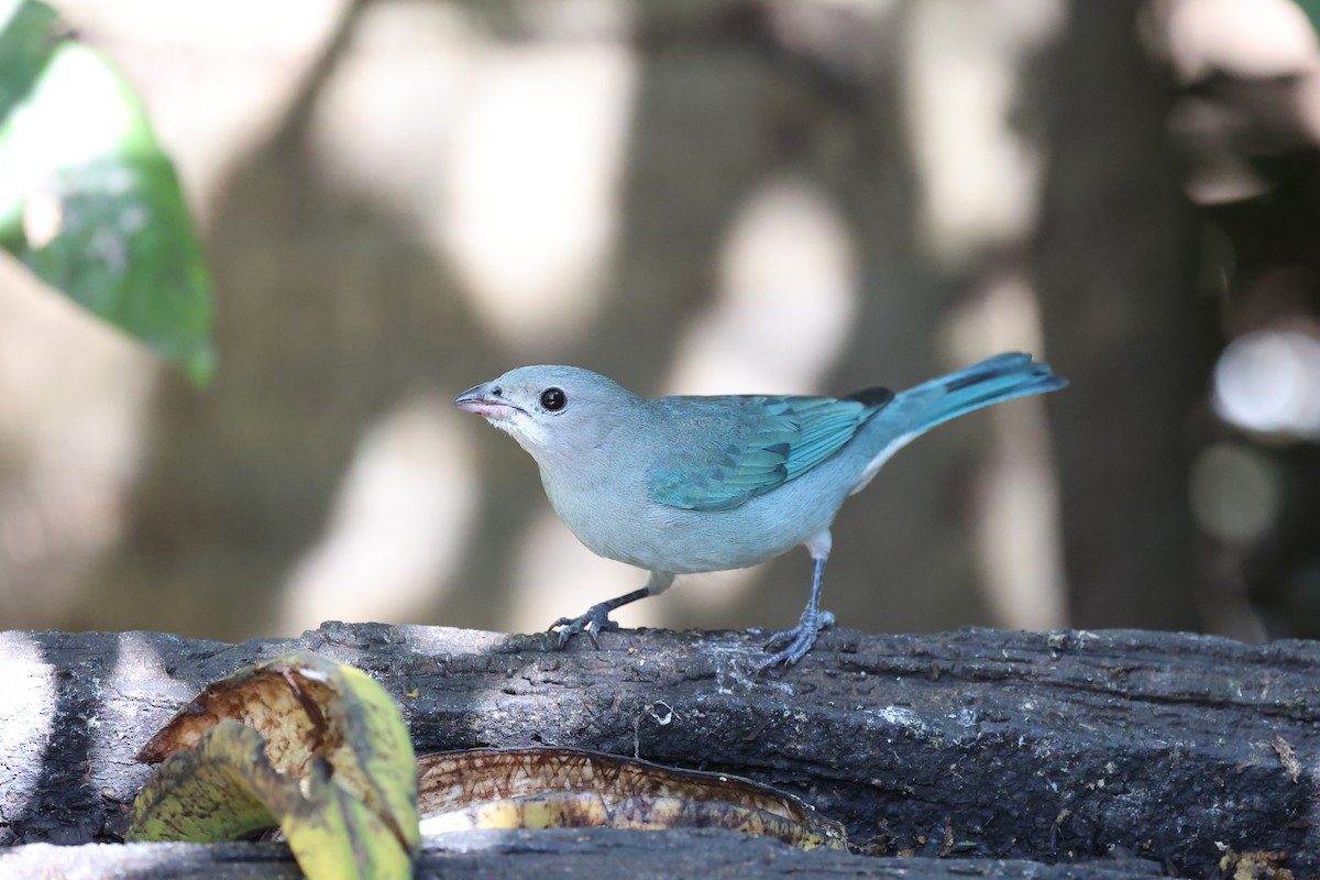 Sayaca Tanager - ML622922794