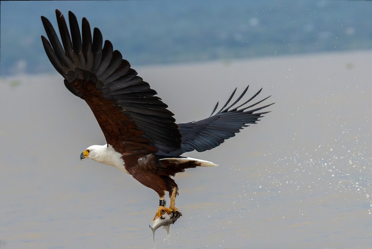 African Fish-Eagle - ML622922806