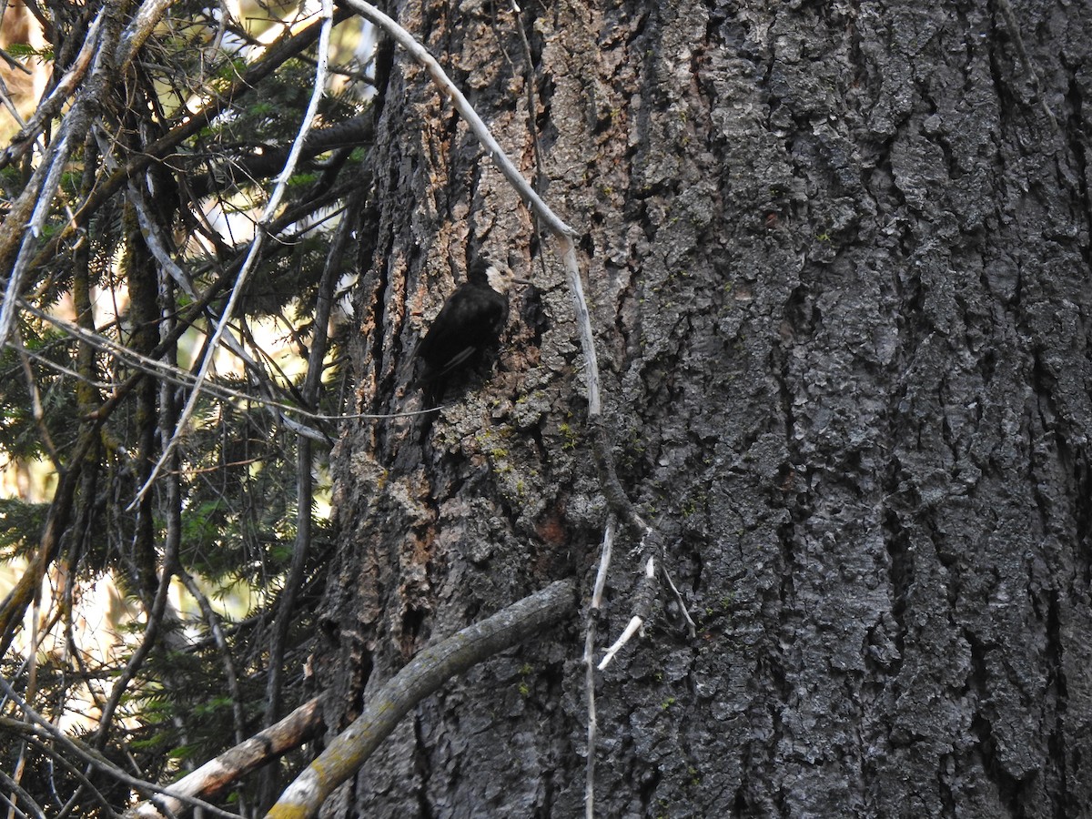 White-headed Woodpecker - Jane Orbuch