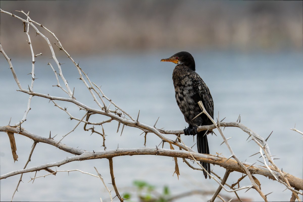 Long-tailed Cormorant - ML622922819