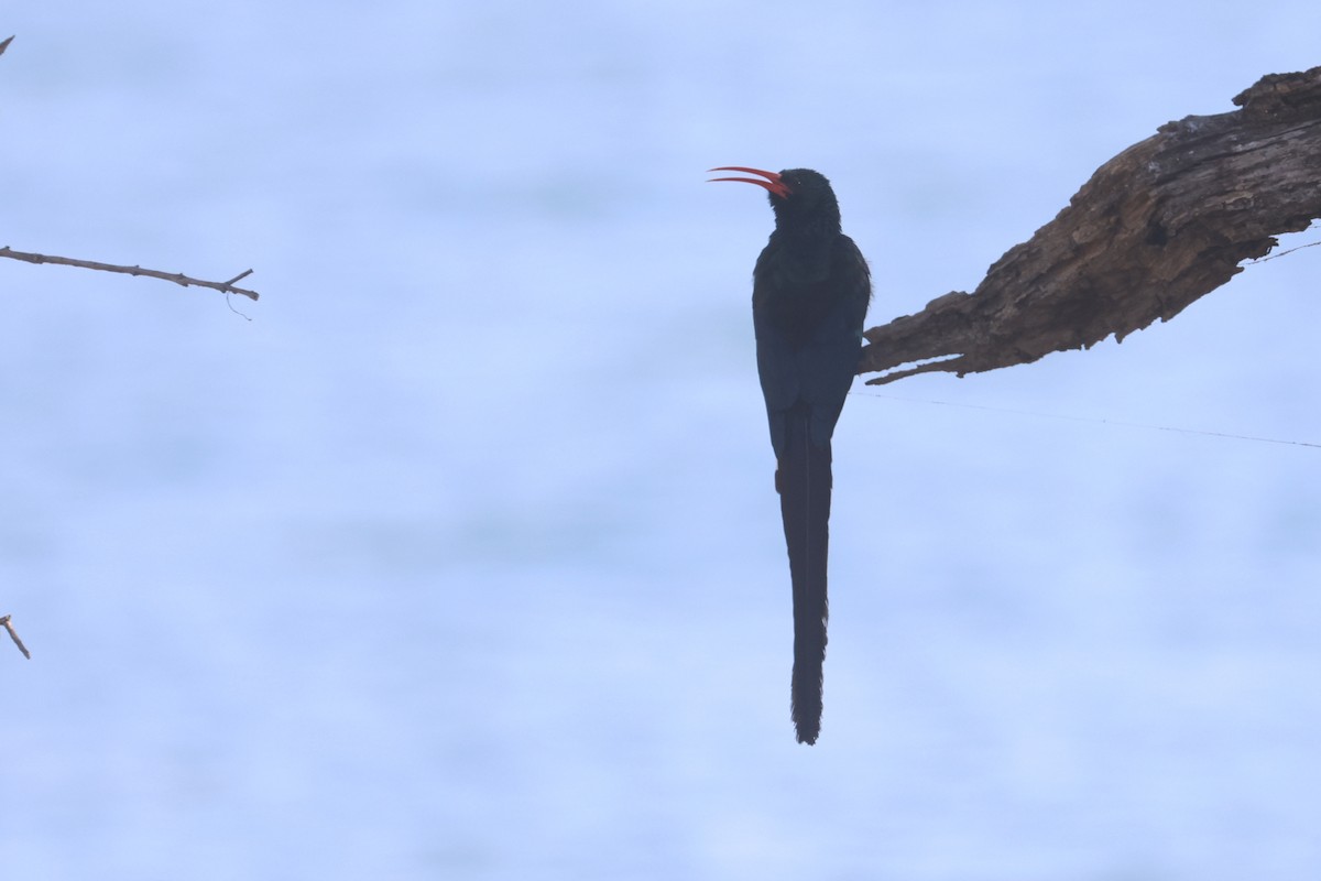 Green Woodhoopoe - ML622922850