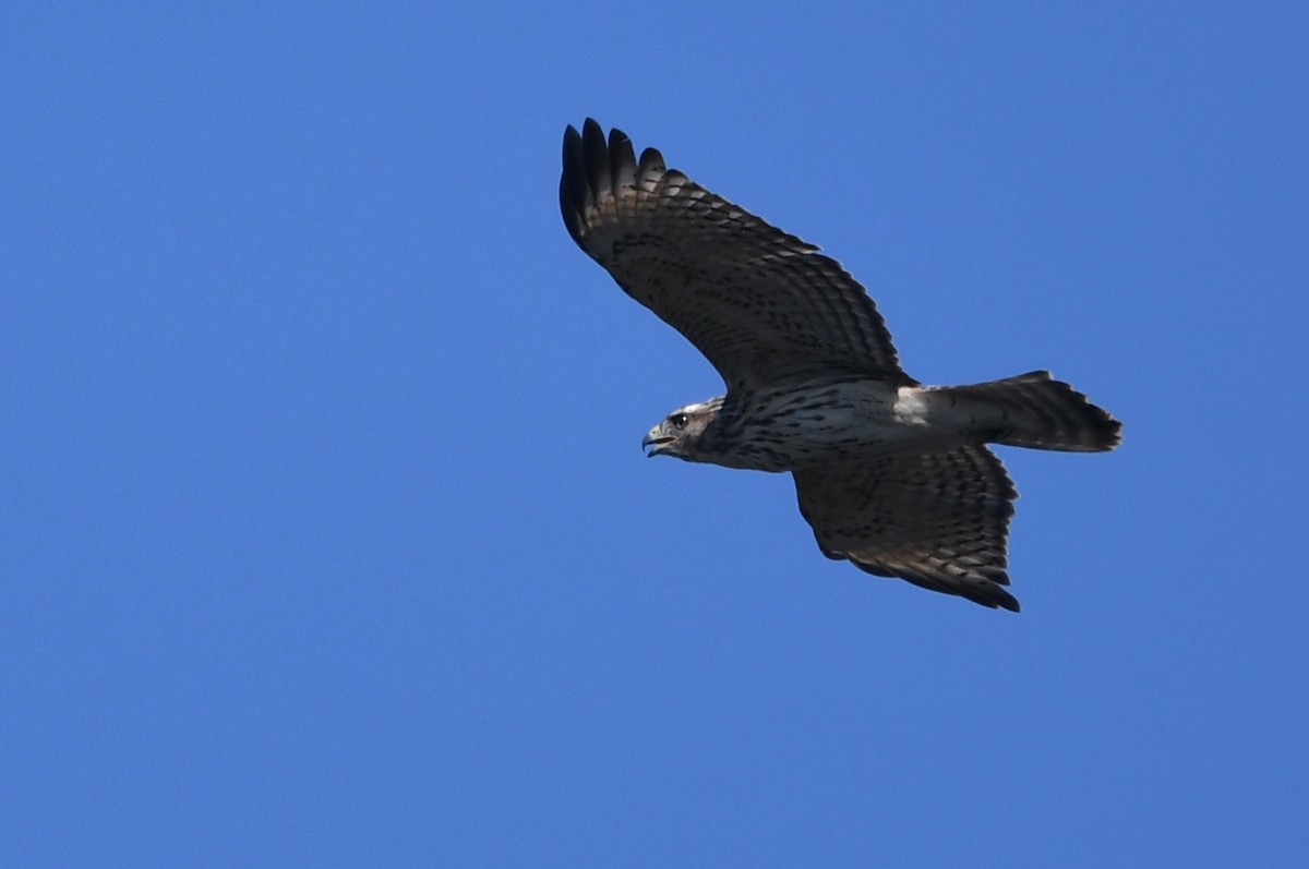 Red-shouldered Hawk - Kevin Smith