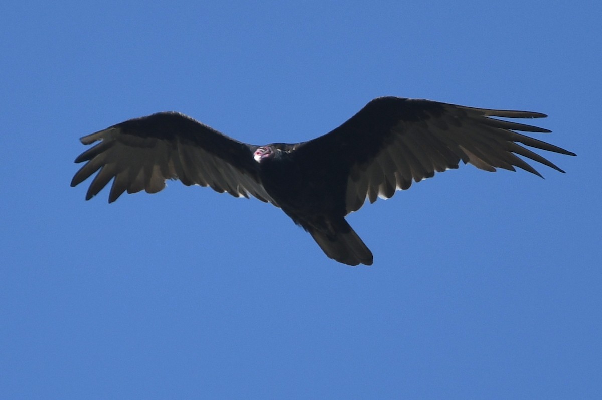 Turkey Vulture - Kevin Smith