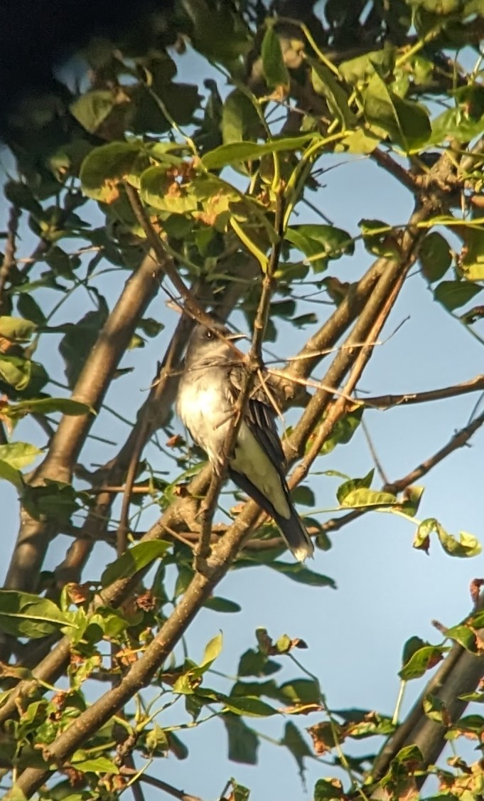 Eastern Kingbird - ML622923065