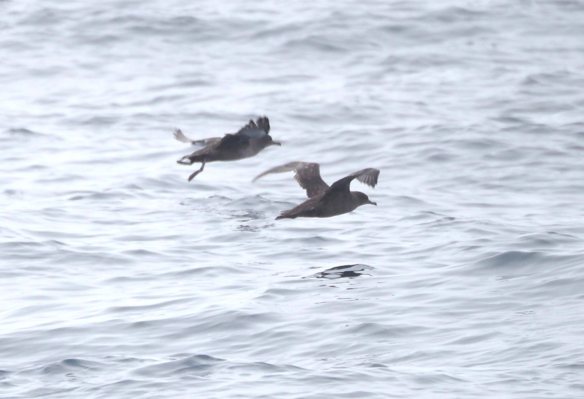 Sooty Shearwater - ML622923082