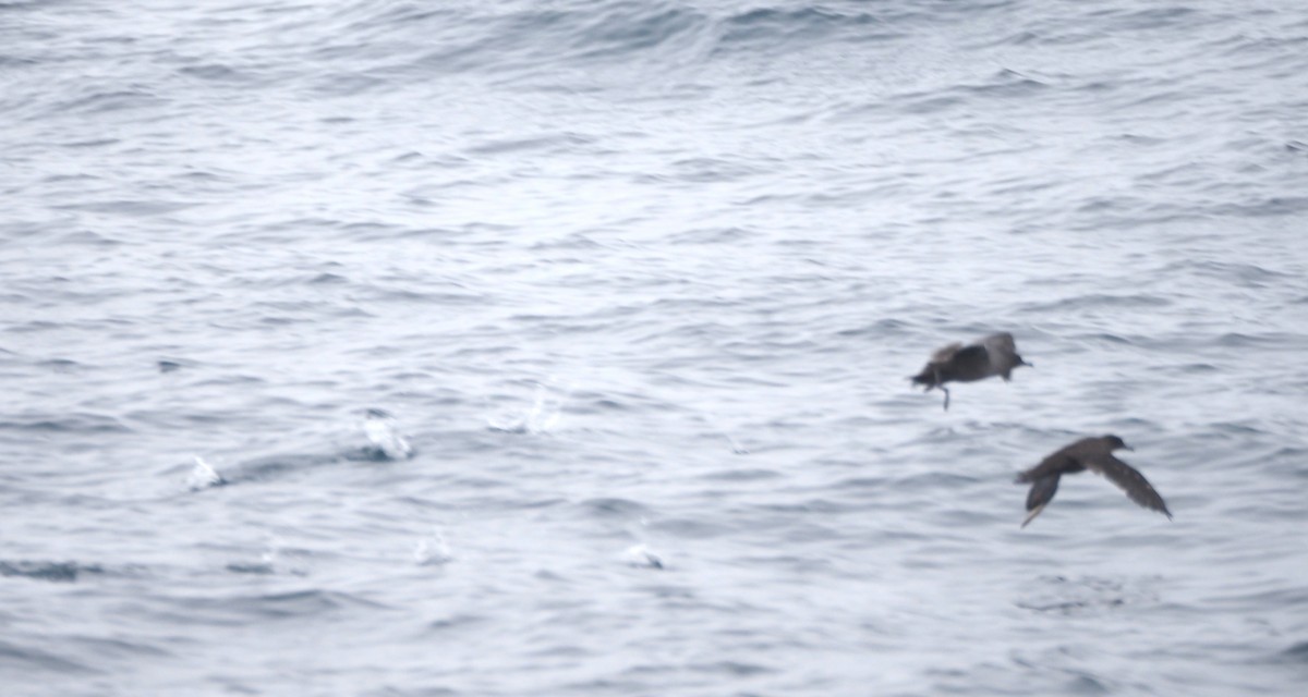 Sooty Shearwater - ML622923084