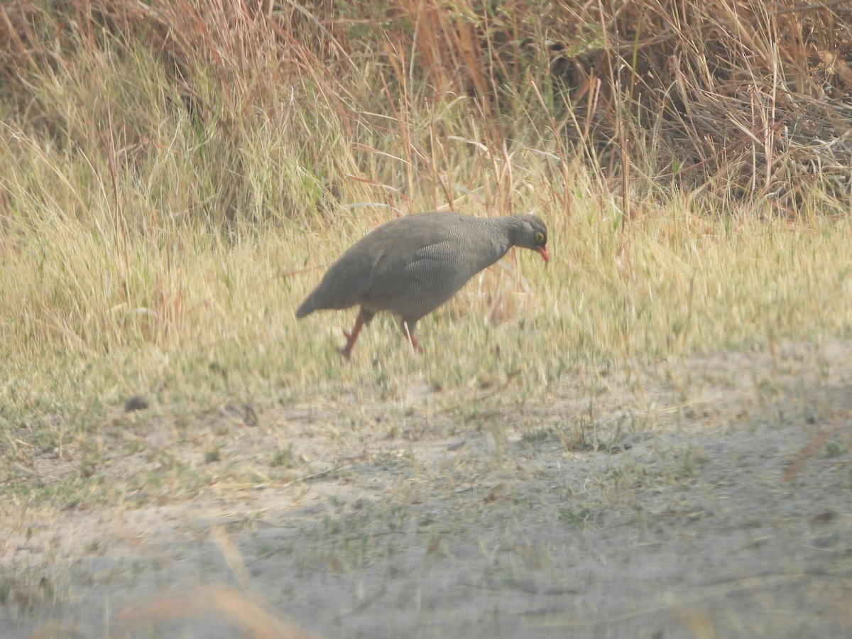 Red-billed Spurfowl - ML622923120