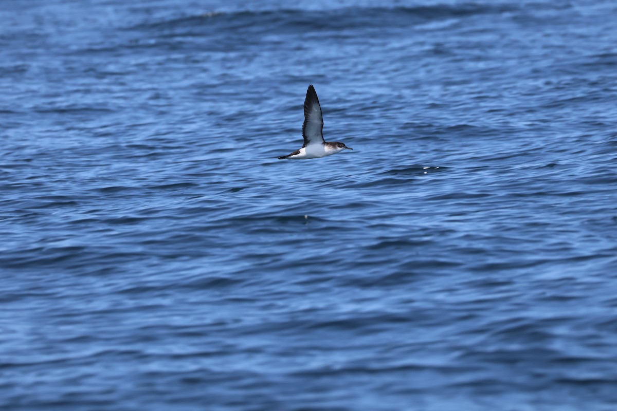 Manx Shearwater - ML622923129