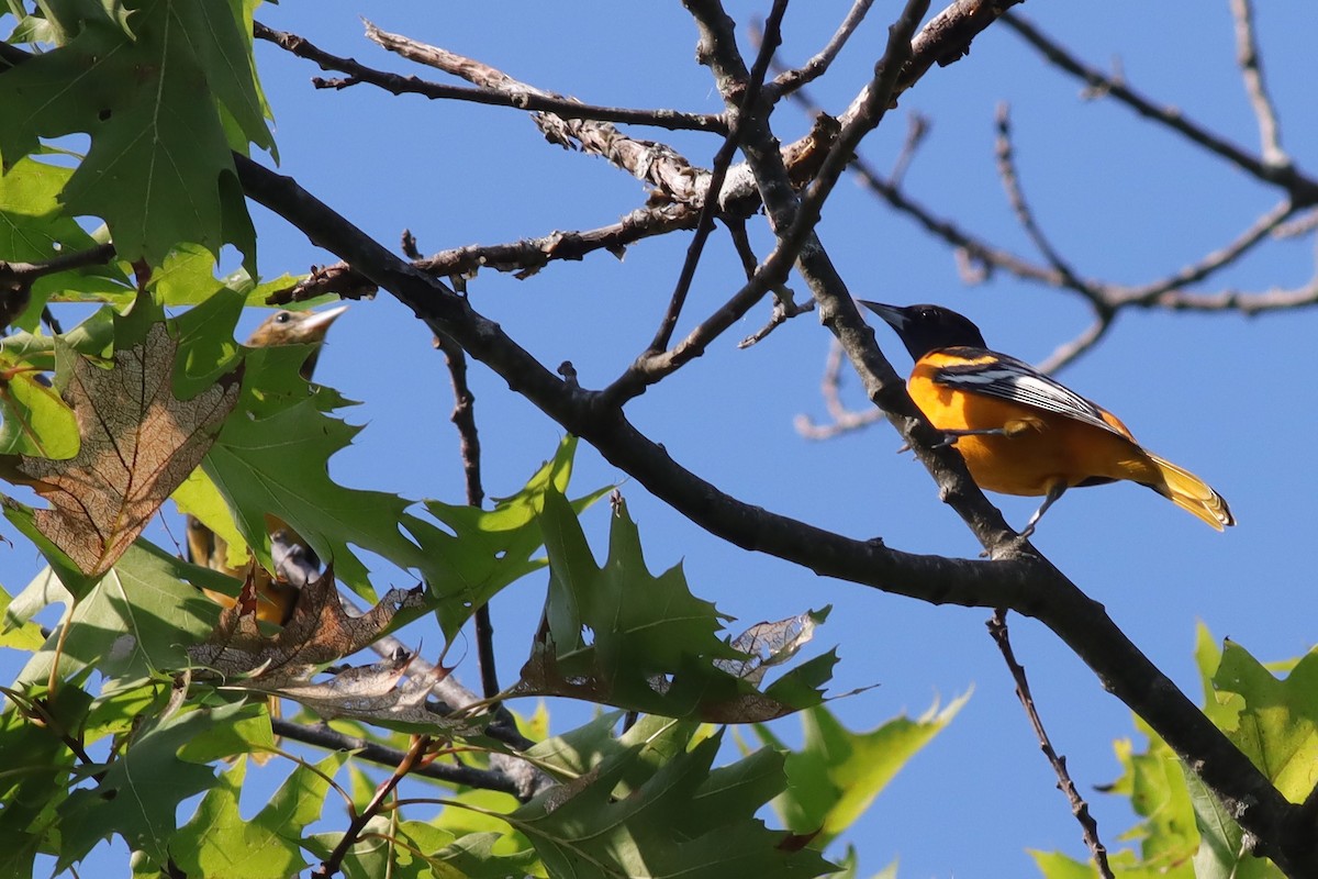 Baltimore Oriole - ML622923147