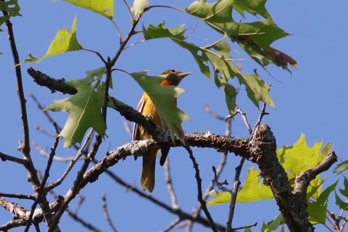 Baltimore Oriole - ML622923148