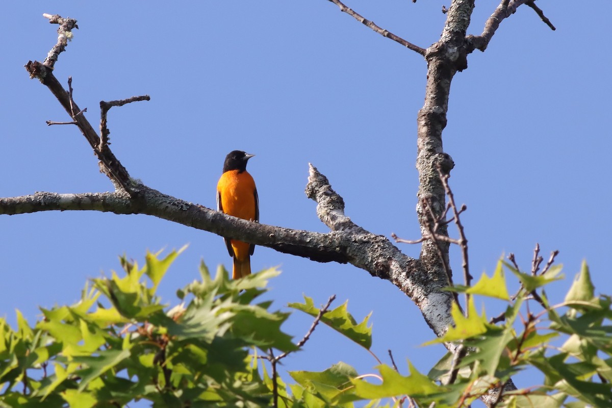 Baltimore Oriole - ML622923150