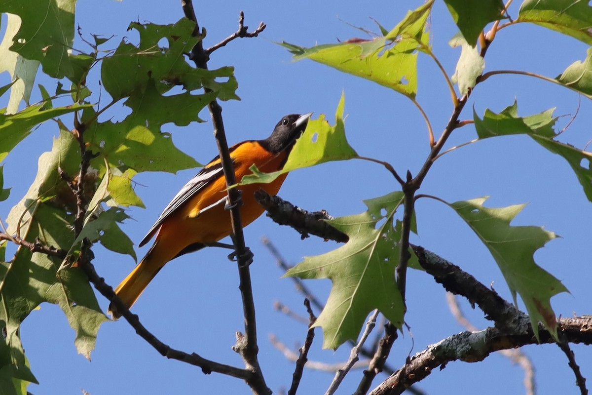 Baltimore Oriole - Margaret Viens