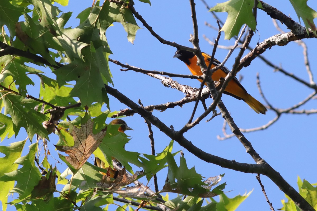 Baltimore Oriole - ML622923152