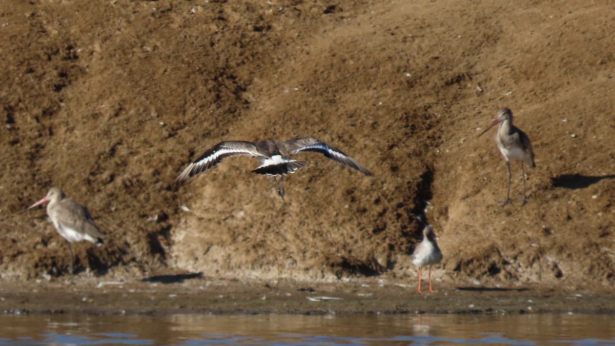 Black-tailed Godwit - ML622923211