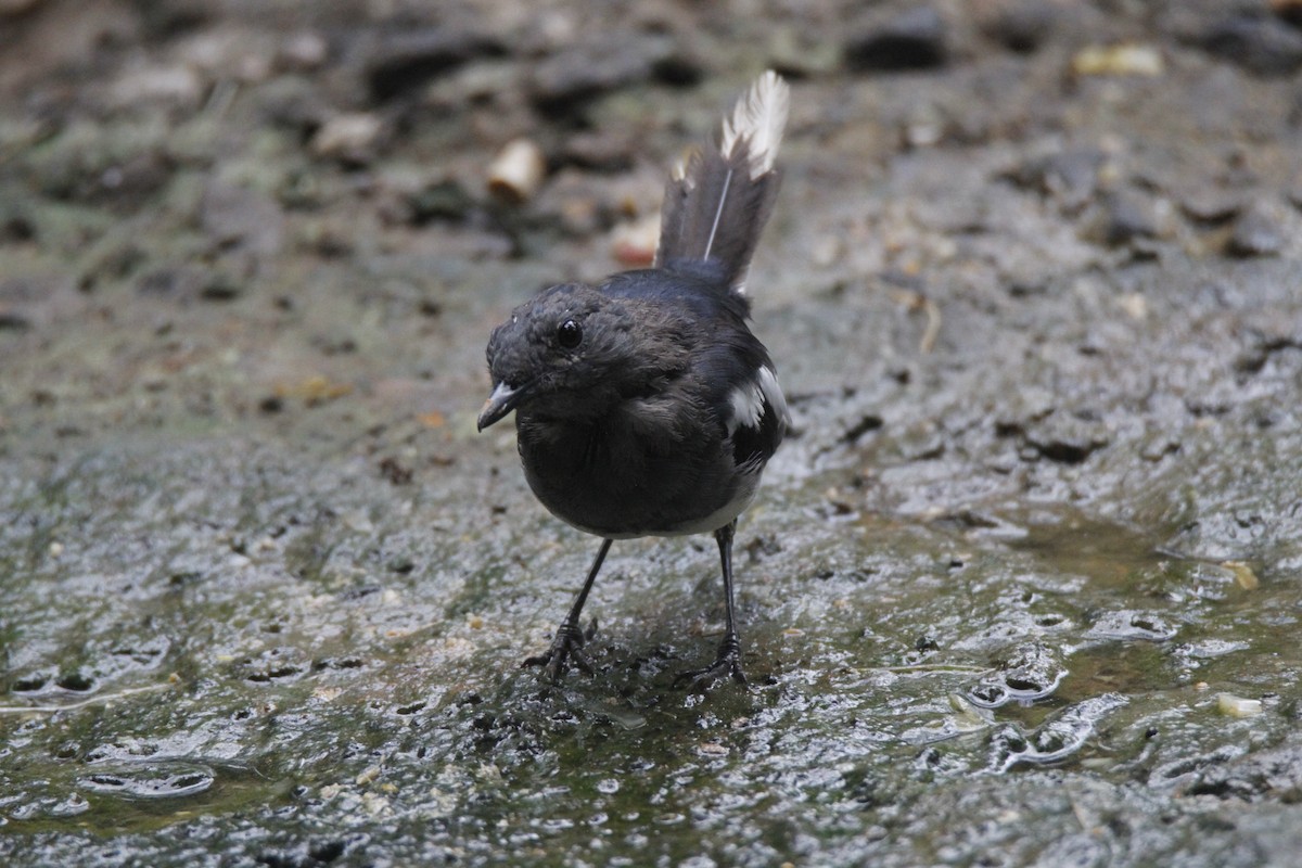 Oriental Magpie-Robin - ML622923214