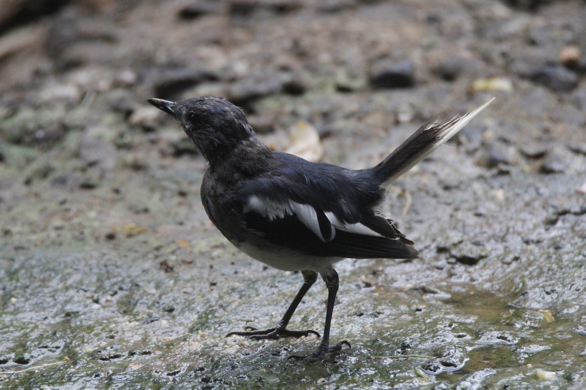 Oriental Magpie-Robin - ML622923217