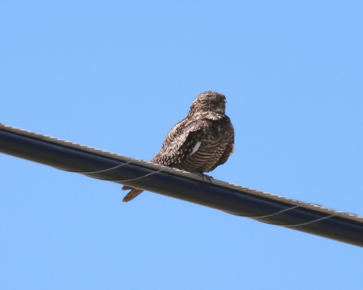 Common Nighthawk - ML622923261