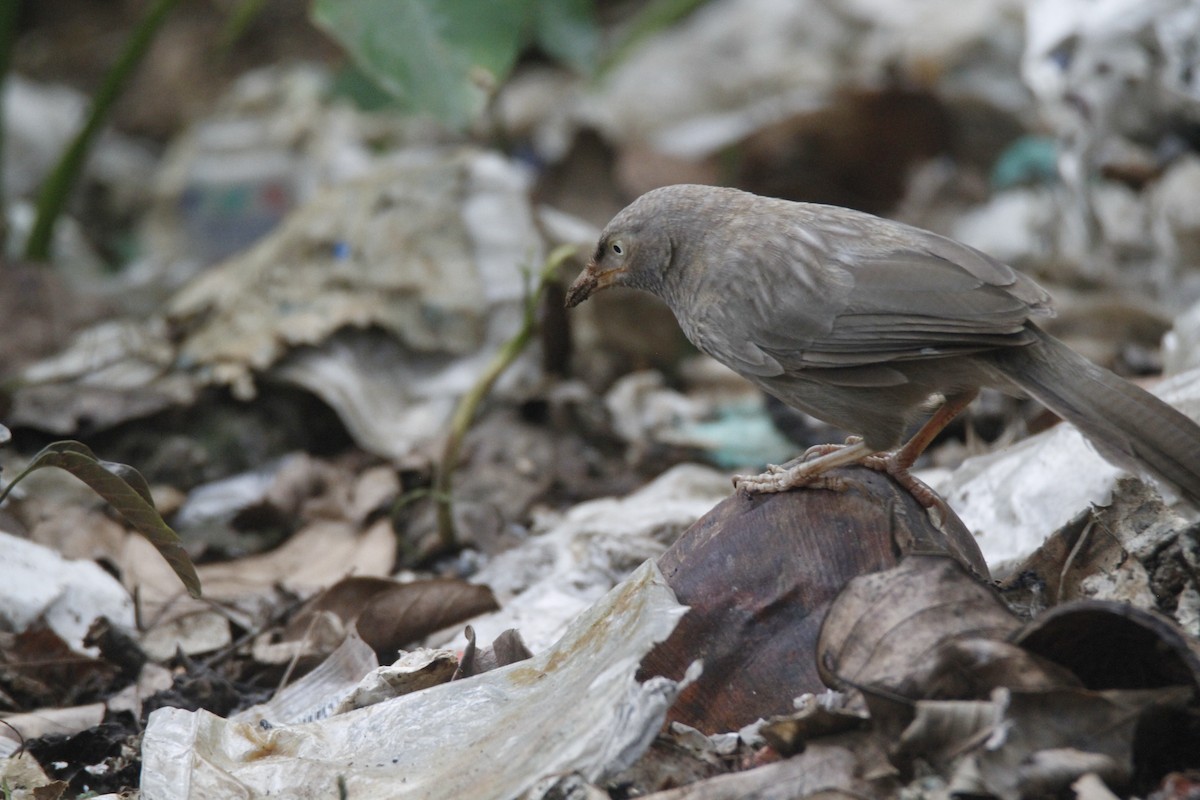 Jungle Babbler - ML622923265