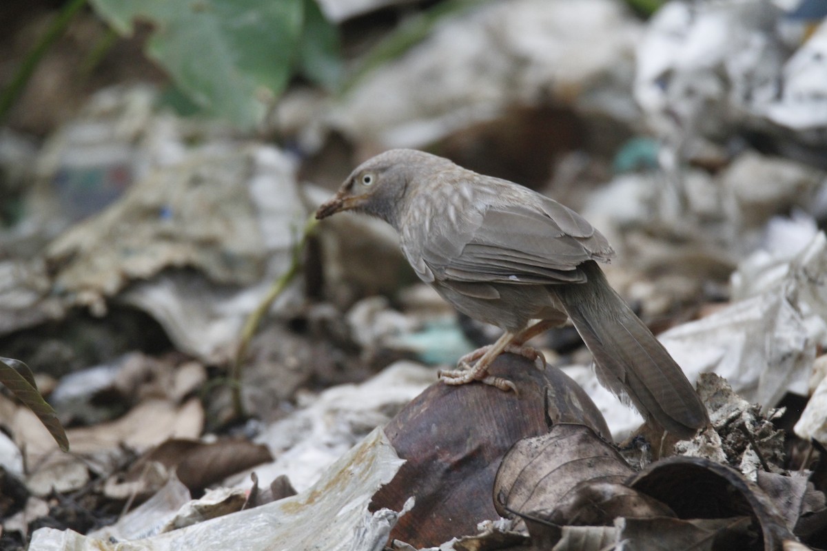 Jungle Babbler - ML622923267