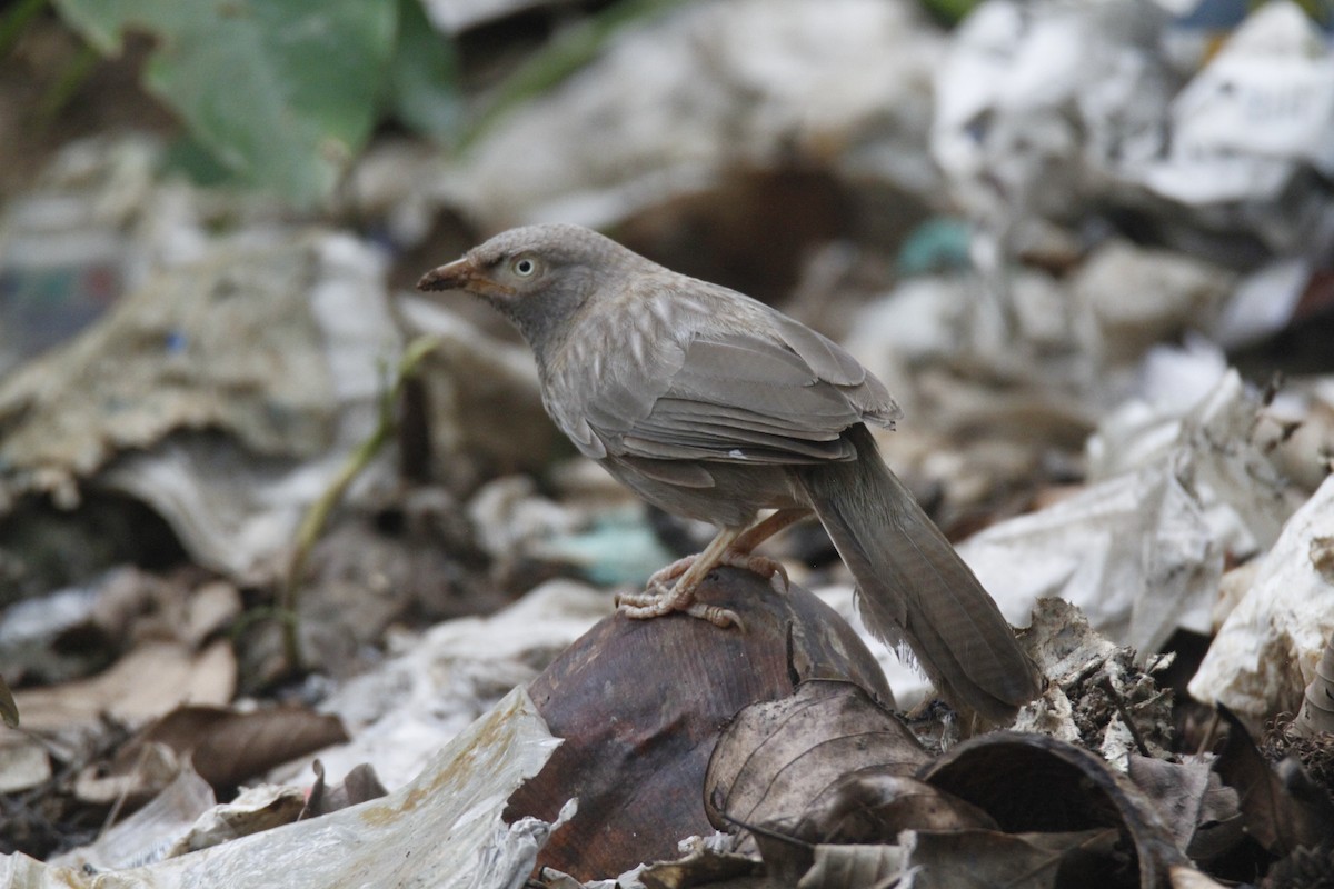 Jungle Babbler - ML622923268