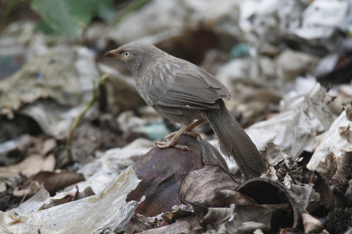 Jungle Babbler - ML622923269