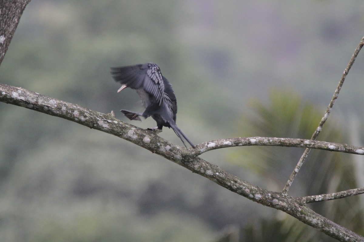 Little Cormorant - Gireesan TU