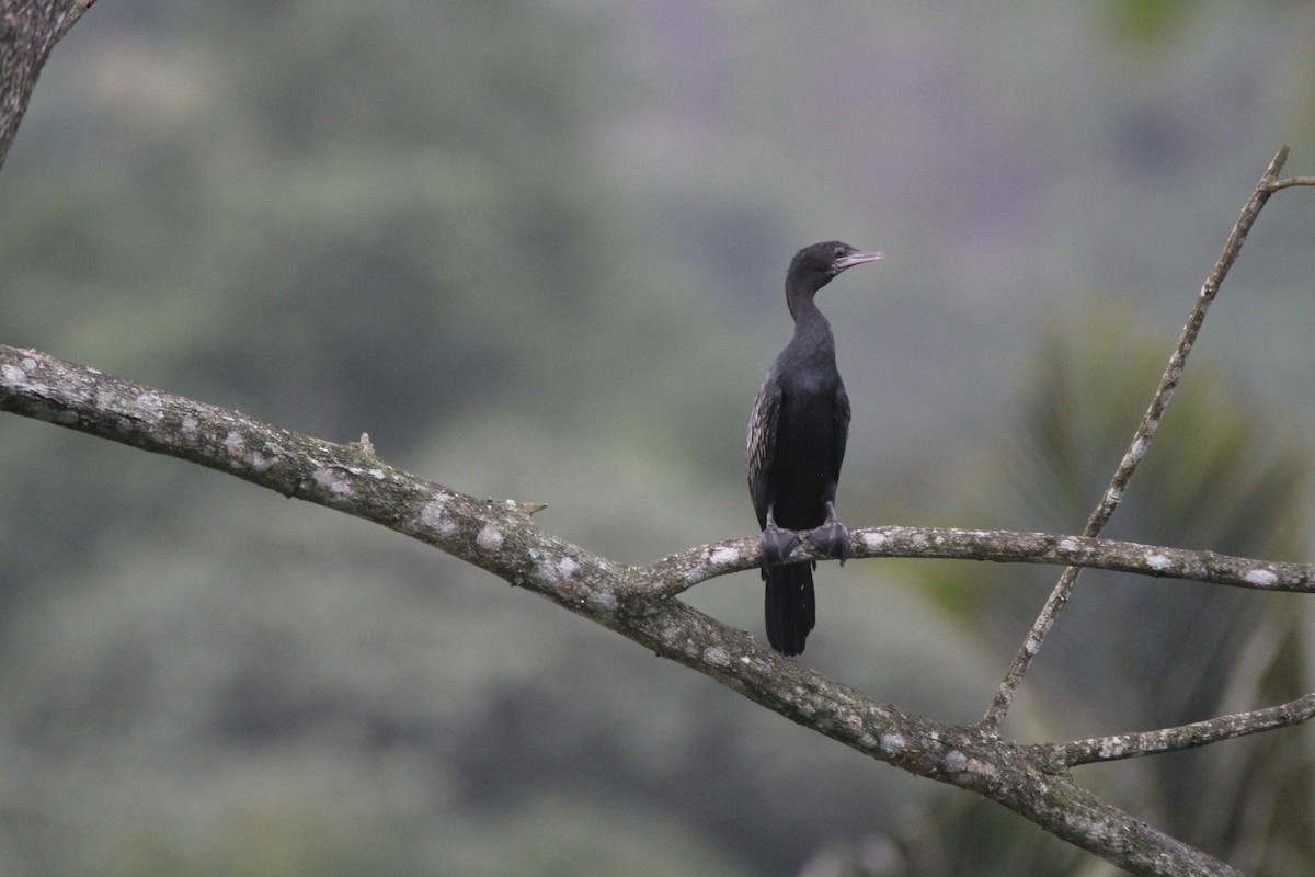 Little Cormorant - ML622923298