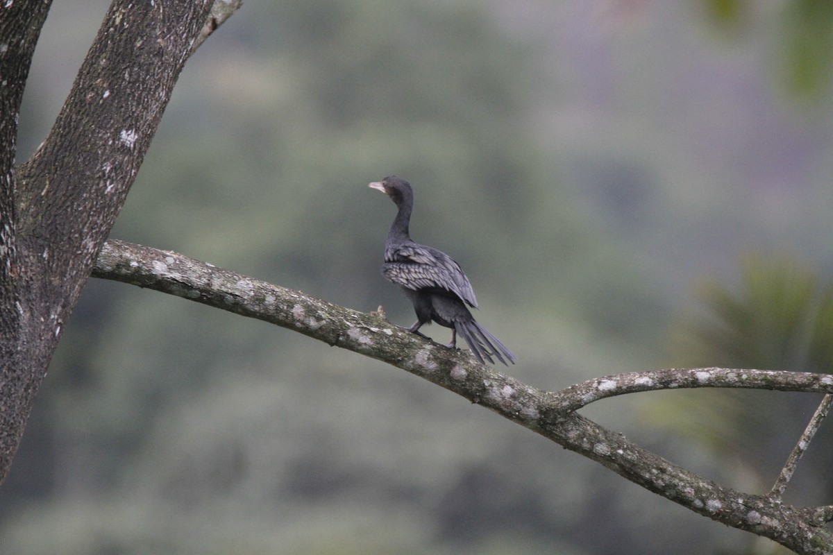 Little Cormorant - ML622923299