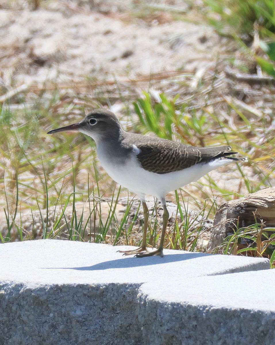 Spotted Sandpiper - ML622923301