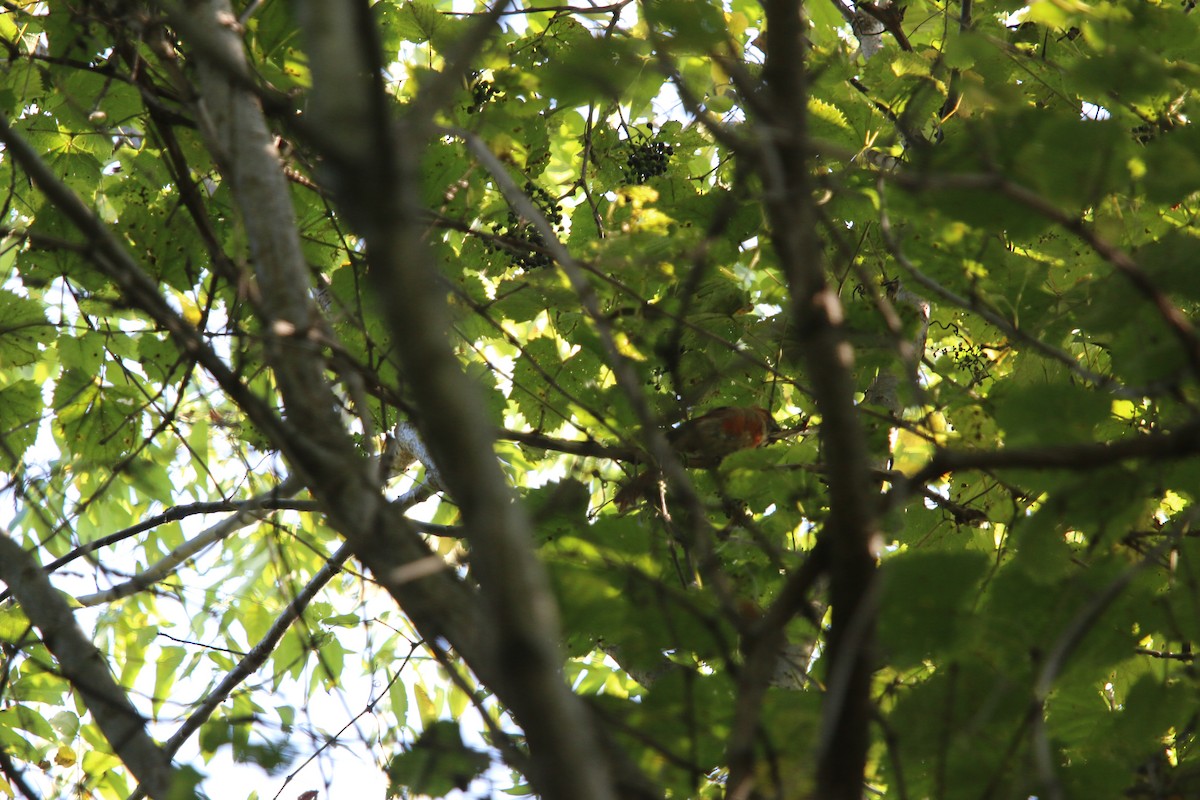 Northern Cardinal - ML622923305