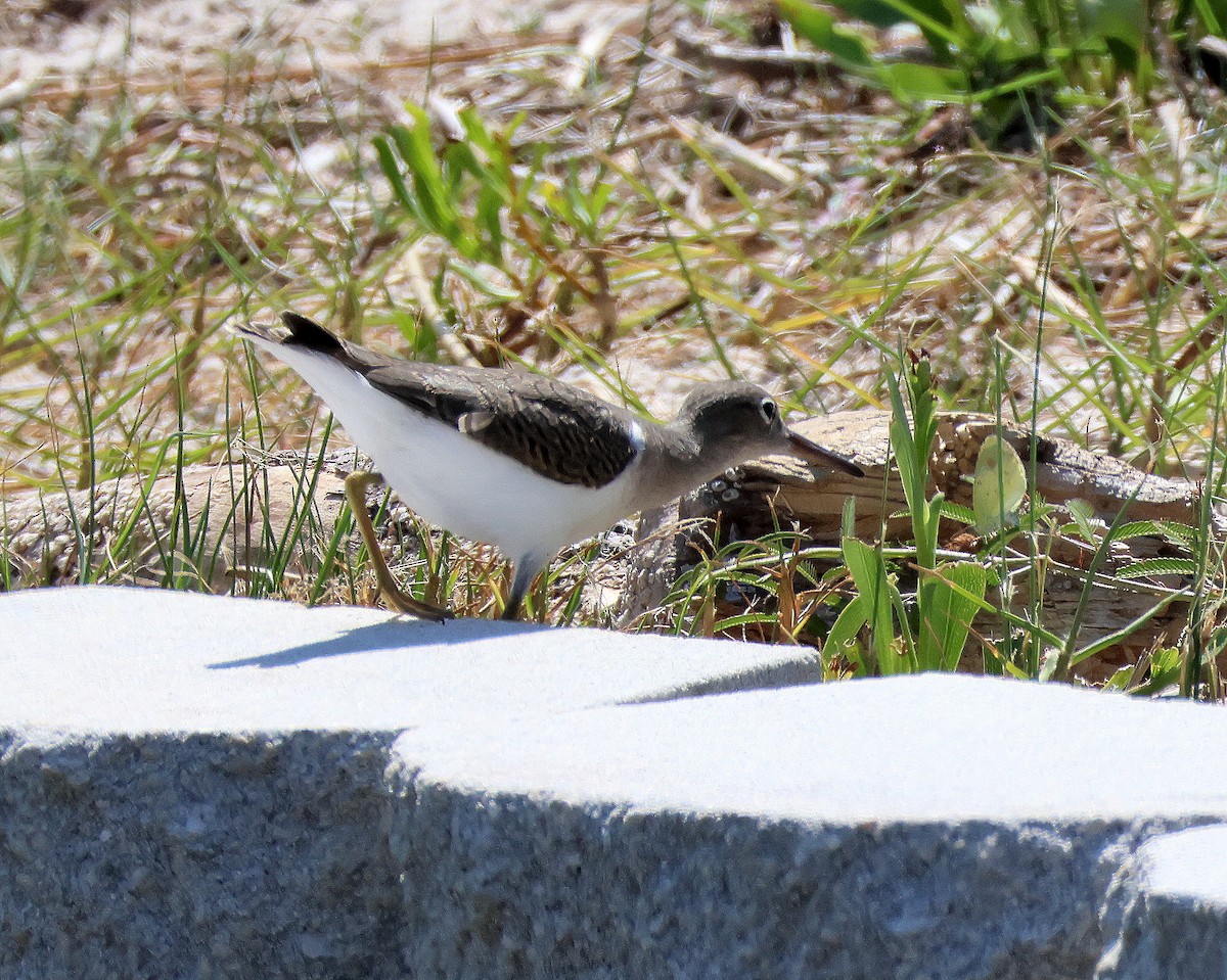 Spotted Sandpiper - ML622923307