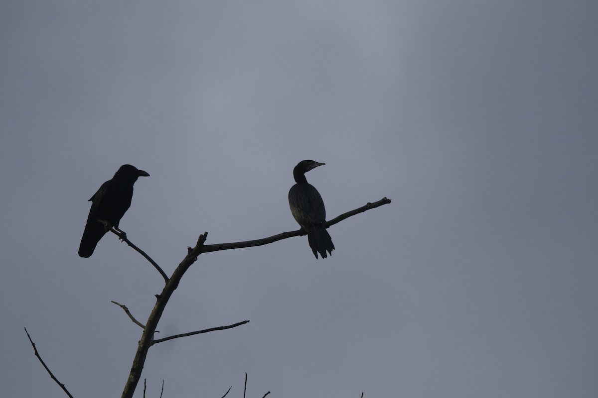 Little Cormorant - ML622923312