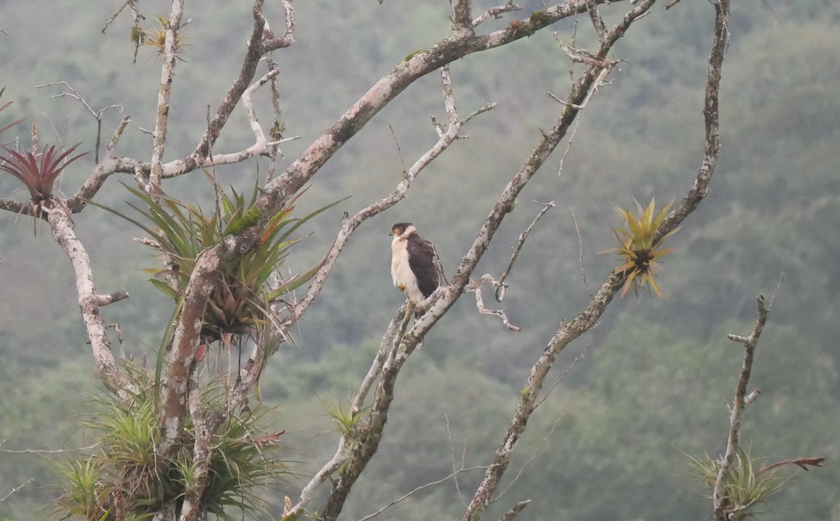 Collared Forest-Falcon - ML622923313