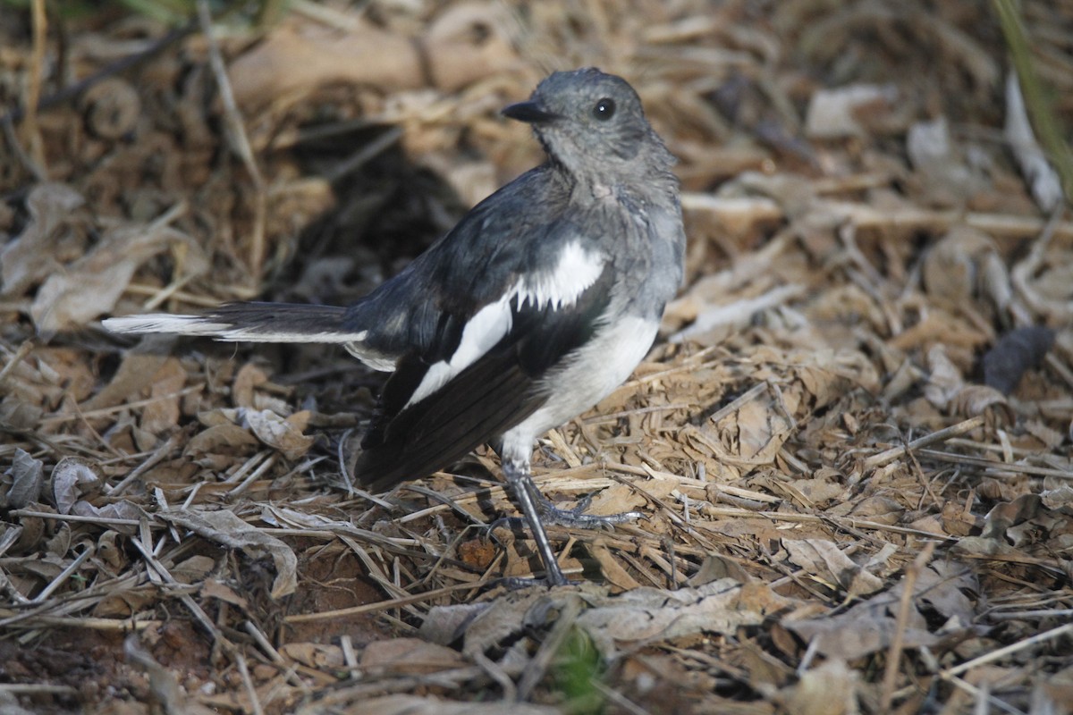 Oriental Magpie-Robin - ML622923320