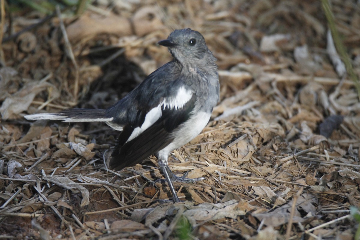 Oriental Magpie-Robin - ML622923321