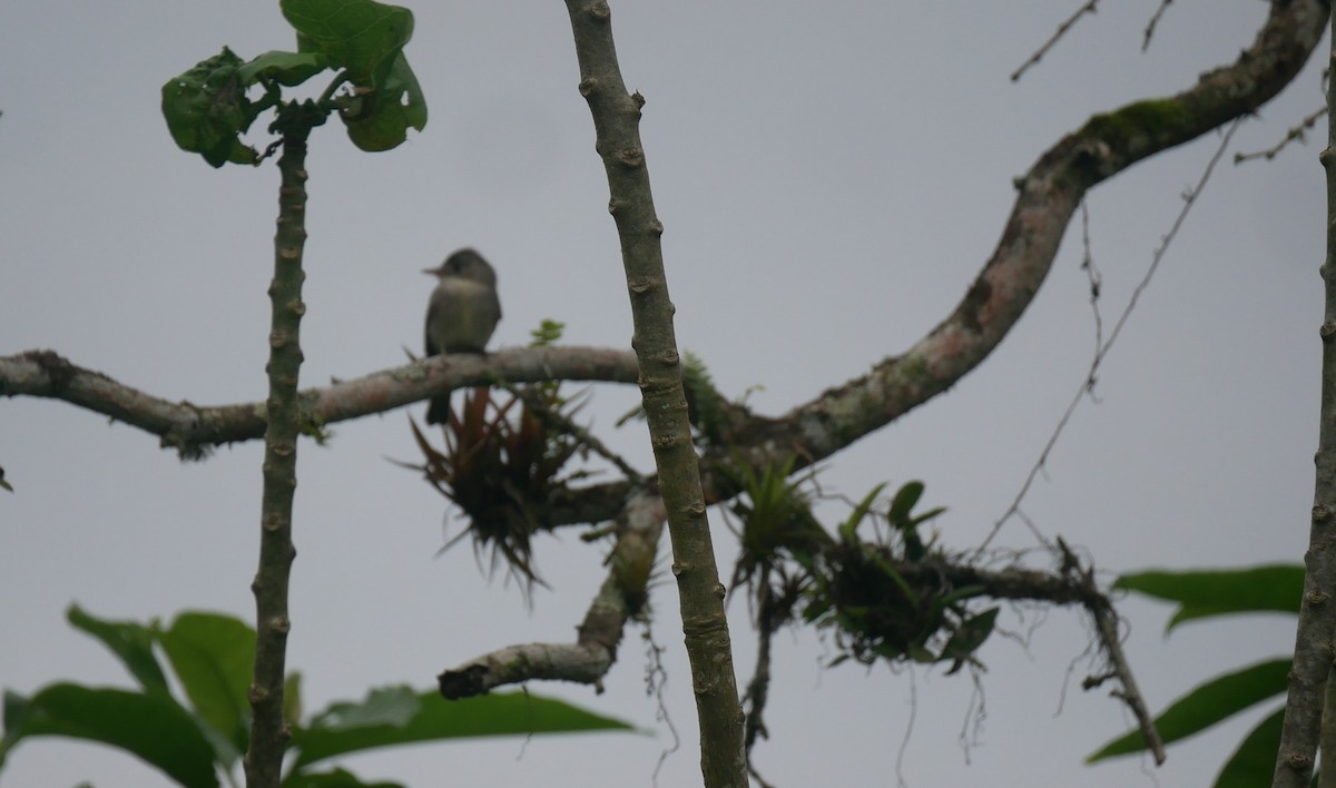Smoke-colored Pewee - ML622923372