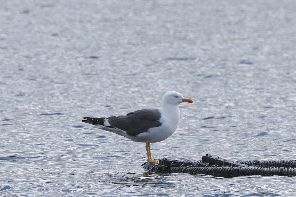 Lesser Black-backed Gull - ML622923383