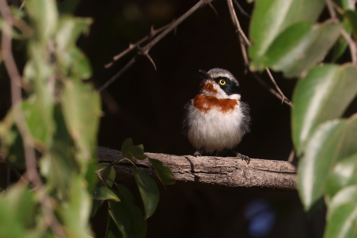 Chinspot Batis - Charley Hesse TROPICAL BIRDING